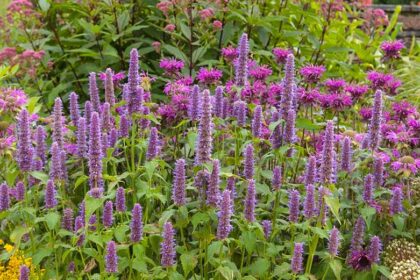 hyssop